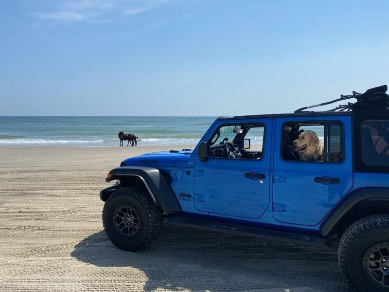 A blue Jeep Wrangler parked on the beach with wild horses grazing in the background.