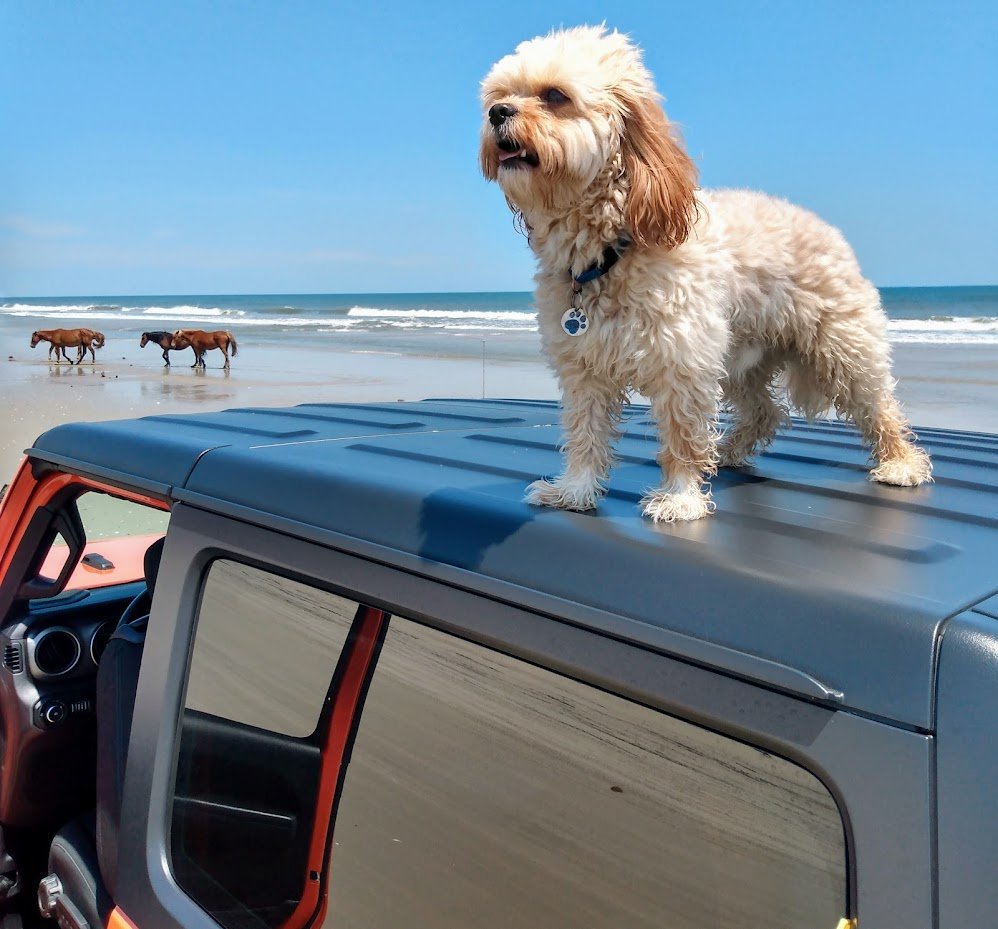 A small fluffy dog standing on the hood of a rental four-wheel-drive parked at the water's edge.