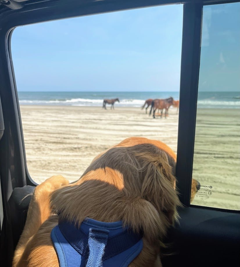 Looking out of an open rental Jeep at wild horses standing on the beach, a dog resting inside the vehicle.
