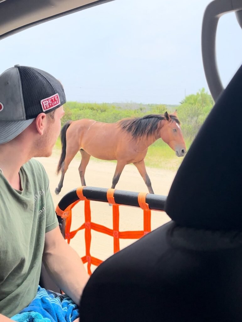 View from the driver's seat of a doorless rental Jeep as a wild horse walks alongside on the Carova beach.