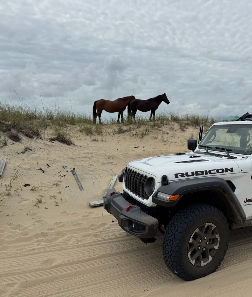 A white Jeep Wrangler Rubicon on the beach with wild horses standing on the dune ridge behind it.